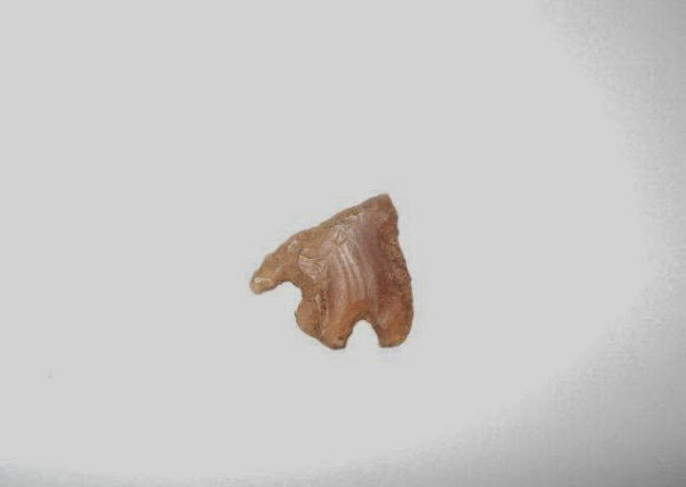 Stone Age artefacts found during excavations at Seaford Head School